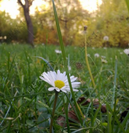 草丛中的一朵鲜花