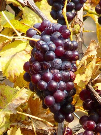 新鲜成熟的葡萄