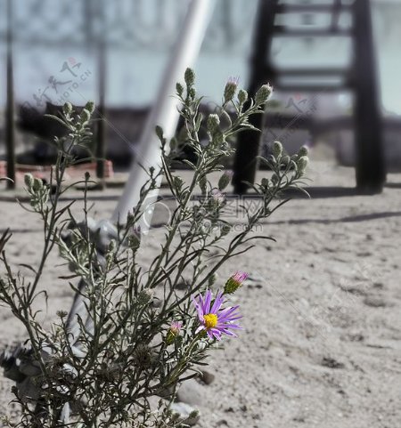 沙地里紫色的花朵