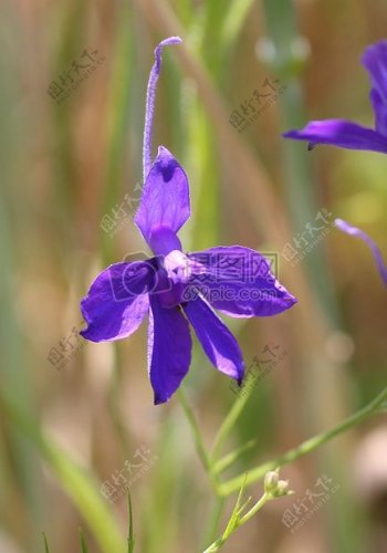 生开着的紫色花朵