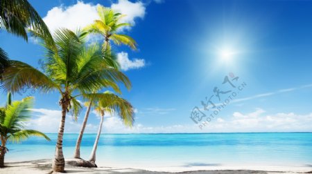清新夏季海边沙滩椰子树