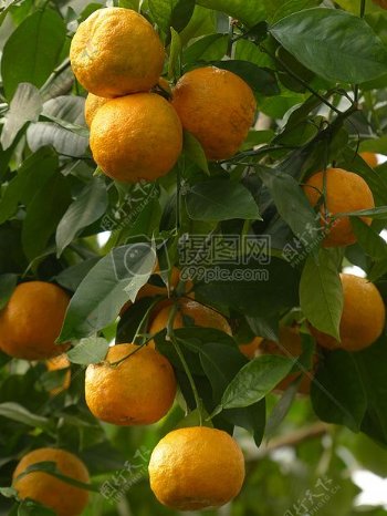 成熟的黄色柑橘