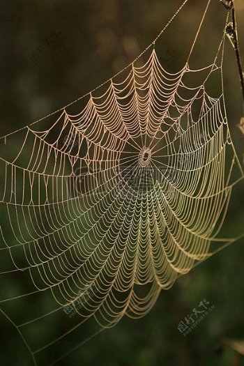 黄昏下的蜘蛛网