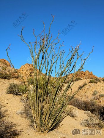 沙漠中的一颗树