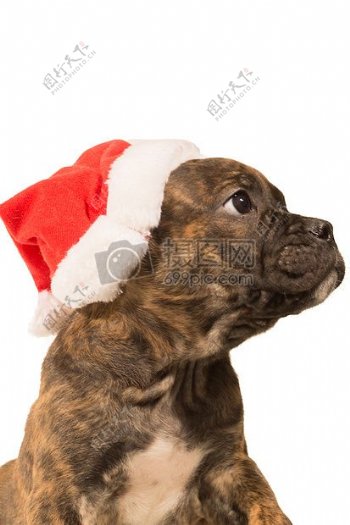 动物狗宠物圣诞斗牛犬小狗狗