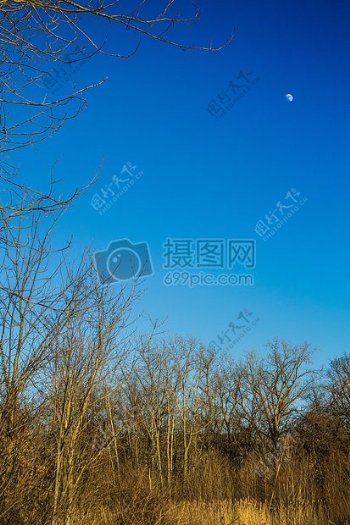 自然天空蓝色树木冬天外面的月亮佳能森林风景漂亮