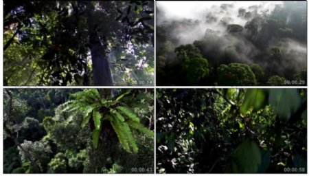 森林自然视频素材