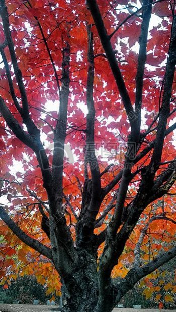 自然树叶树主题秋