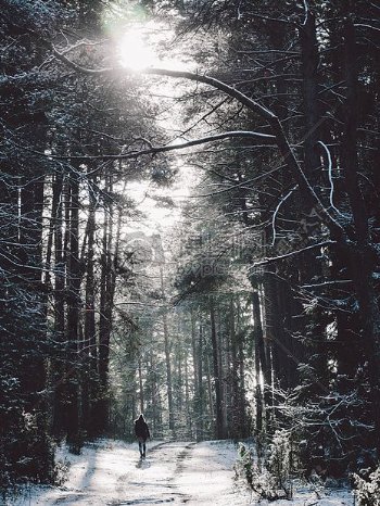 冷雪道路自然阳光森林冬季道路户外步行森林霜