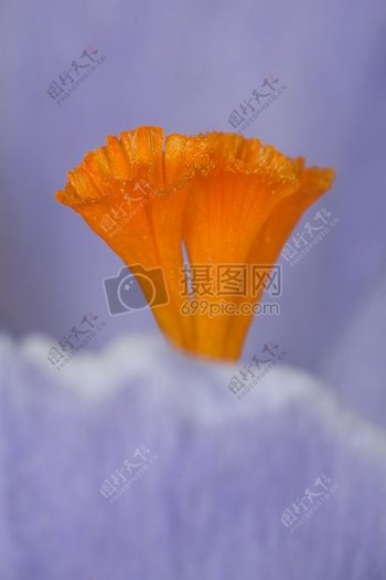 自然橙色花宏紫罗兰皇室成员自由雄蕊藏红花