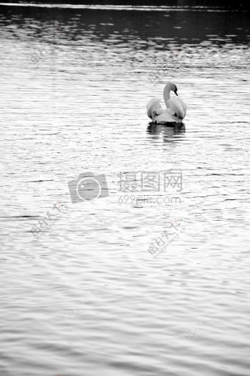 水中游泳的鹅