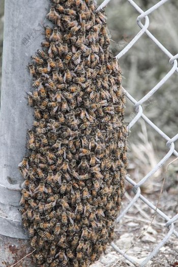 昆虫勤劳的蜜蜂