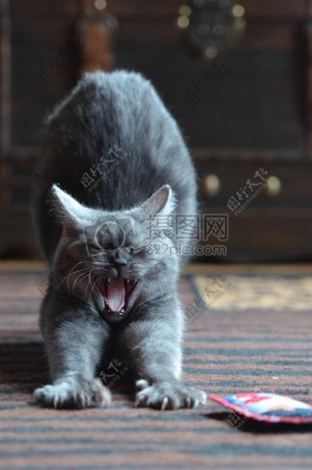 灰色猫伸懒腰