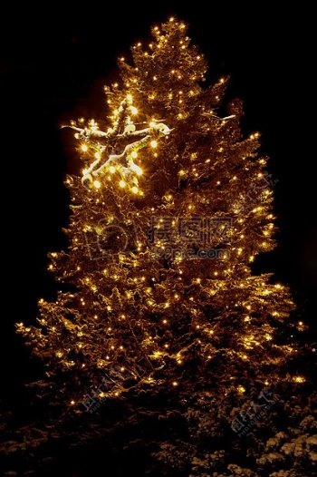 漂亮的圣诞树