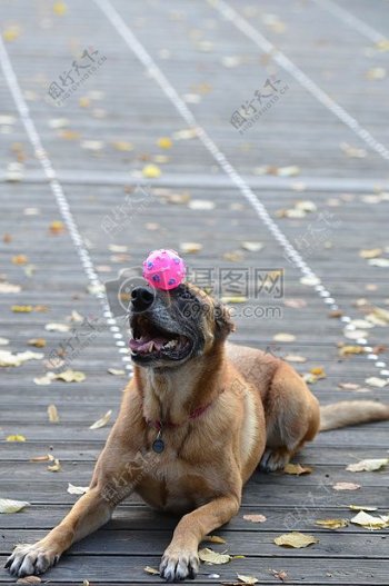 一个狗玩球