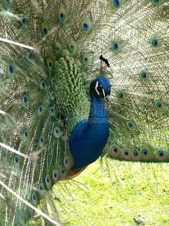 美丽的蓝孔雀羽毛出来