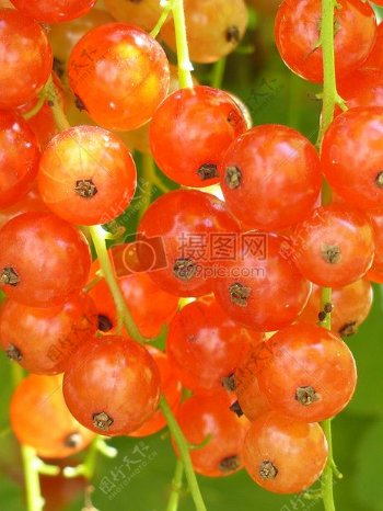 树红色浆果
