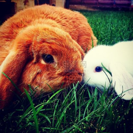 可爱的亲吻兔子