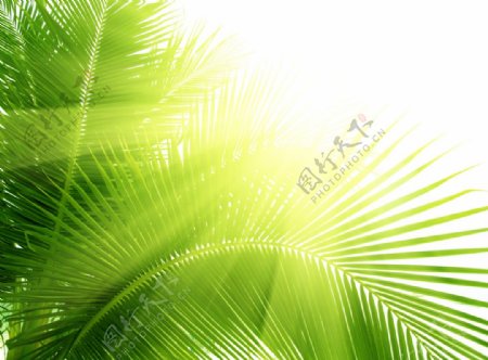 海边高清椰子树叶