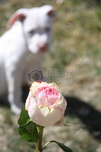 狗狗面前的玫瑰
