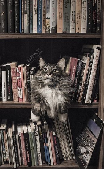 蹲在书架中的猫