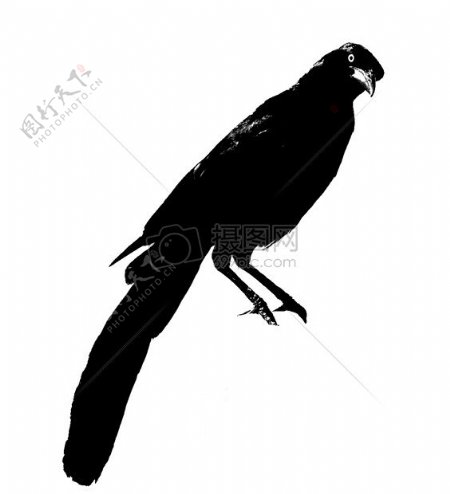 一只黑色的乌鸦