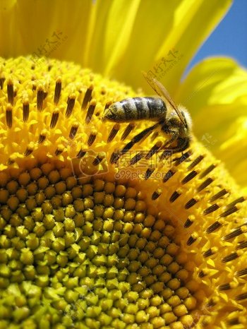 黄花上的蜜蜂