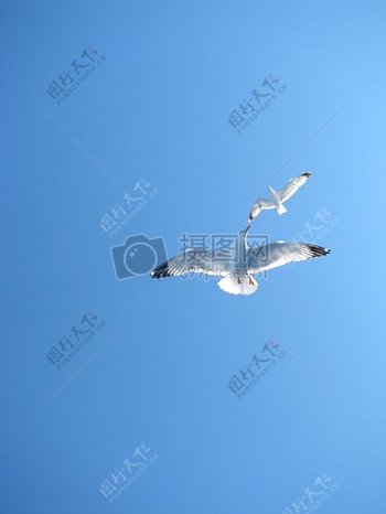 天空中飞翔的海鸥