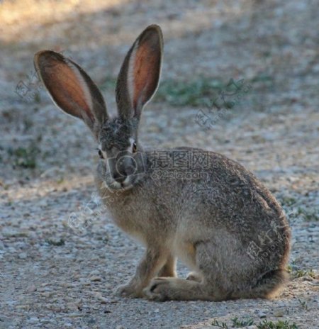 地面上的长耳朵兔子