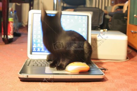 黑猫脚下的键盘