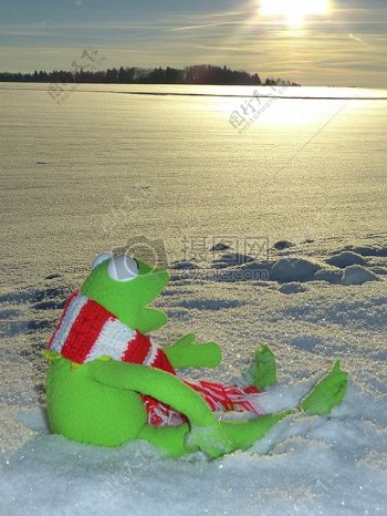 雪地里的绿色青蛙