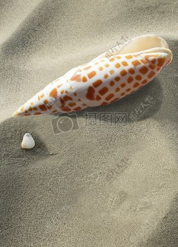 沙滩上一只漂亮的海螺壳