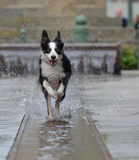 水面上奔跑的小狗