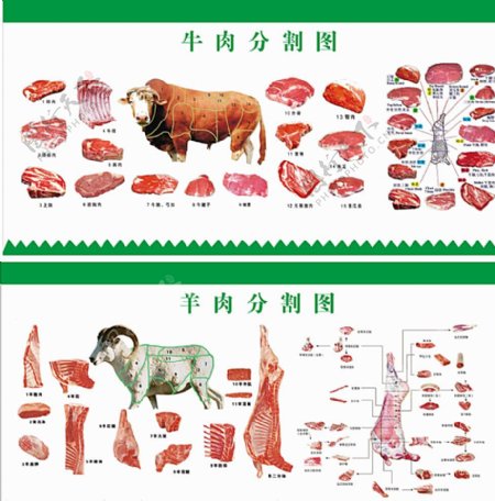 牛羊肉分割图图片
