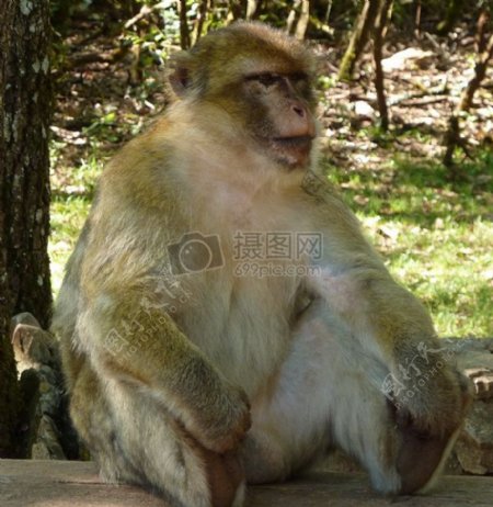 木材上坐着的猴子