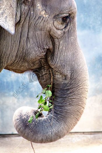 正在吃草的大象