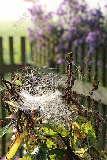 草丛里的蜘蛛网