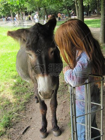 小女孩与马驹