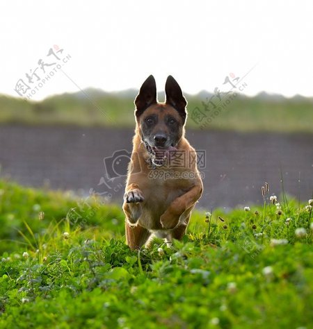 草地上奔跑的狗