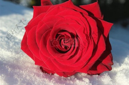 雪地上的玫瑰