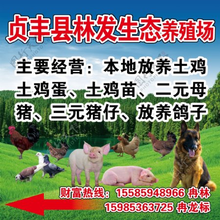 养殖场养殖喷绘素材猪鸡