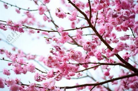 粉色樱花枝头图片
