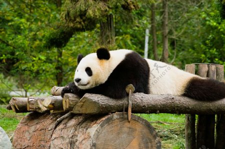 休息中的国宝熊猫图片