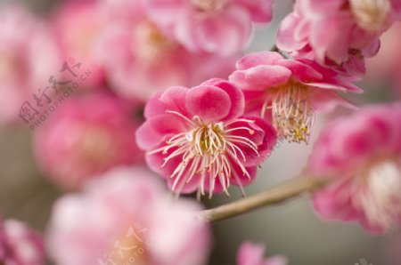 春意盎然的粉红色花朵图片图片