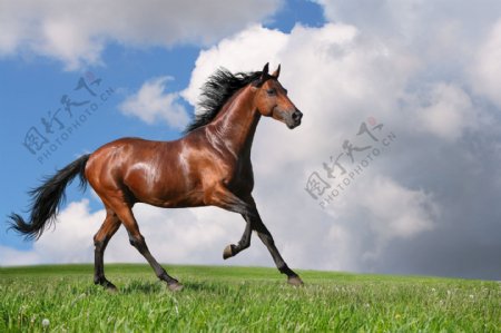 草原上奔跑的骏马图片