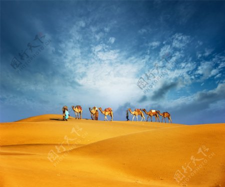 沙漠里的骆驼图片