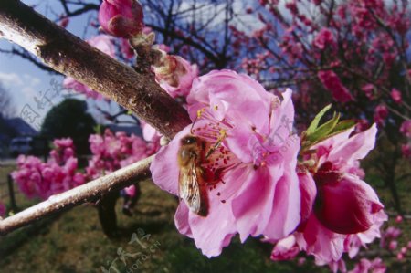 桃花上采蜜的蜜蜂图片