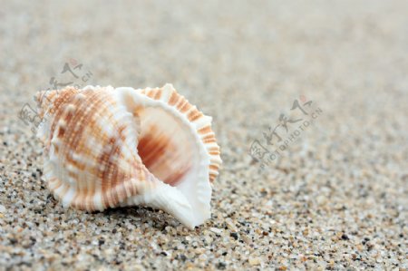 沙滩上的海螺特写图片图片