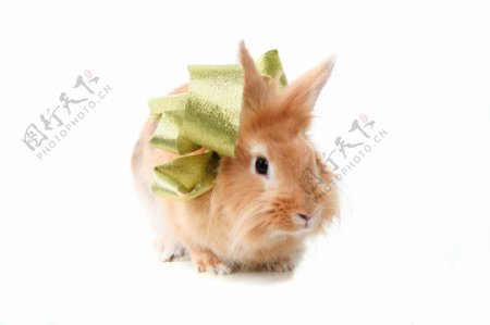 系丝带的兔子图片