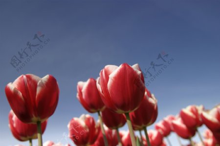 郁金香鲜花风景图片